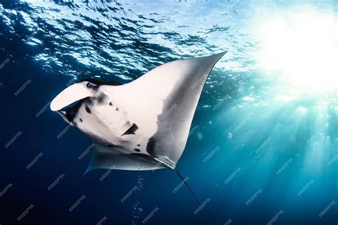 ray fish|Batomorphi .